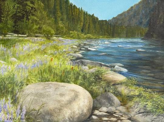 Lupine of the North Fork