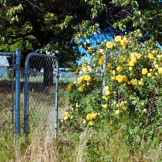 Urban Bloom 2